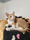 adoptable Cat in parlier, CA named Kitten 26878 (Buster)