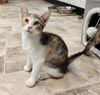 adoptable Cat in parlier, CA named Kitten 26880 (Casey)