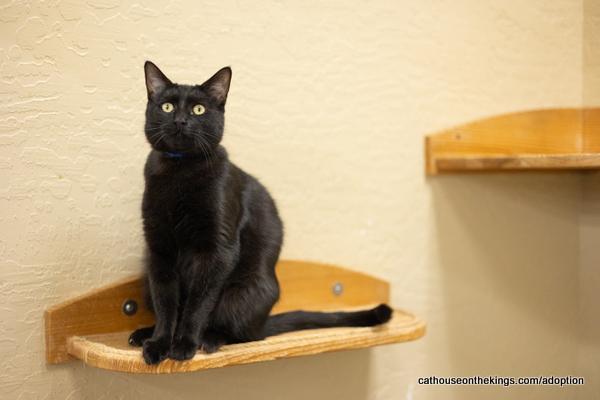 adoptable Cat in Parlier, CA named Shadow