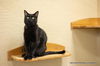 adoptable Cat in parlier, CA named Shadow
