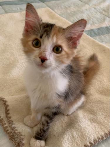 adoptable Cat in Parlier, CA named Clara