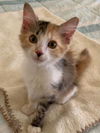 adoptable Cat in parlier, CA named Clara
