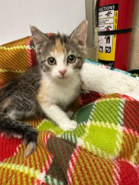 adoptable Cat in Parlier, CA named Clarissa