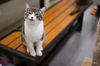 adoptable Cat in parlier, CA named Jeb