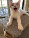adoptable Cat in parlier, CA named Chloe