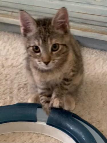 adoptable Cat in Parlier, CA named Claudia