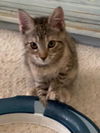 adoptable Cat in parlier, CA named Claudia