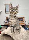 adoptable Cat in parlier, CA named Kitten 26876 (Chanel)