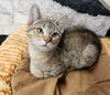 adoptable Cat in parlier, CA named Kitten 26877 (Lilo)