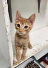 adoptable Cat in parlier, CA named Kitten 26993 (Dennis)