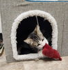 adoptable Cat in parlier, CA named Kitten 27020 (Tommy)