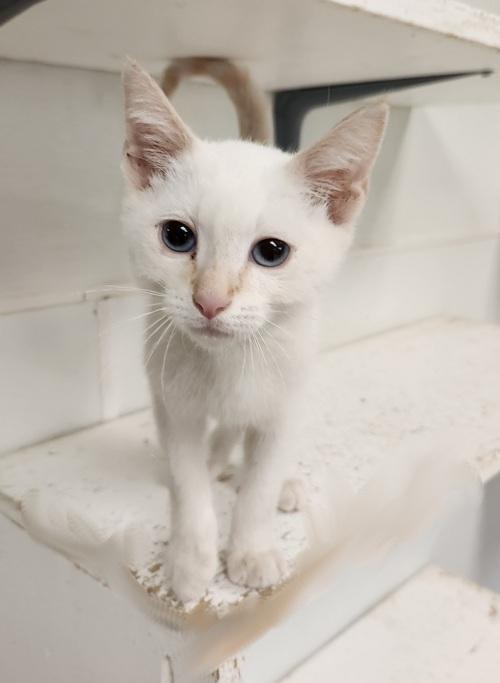 adoptable Cat in Parlier, CA named Kitten 27210 (Lester)