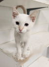 adoptable Cat in  named Kitten 27210 (Lester)
