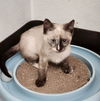 adoptable Cat in  named Kitten 26910 (Princess Leia)