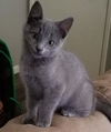 adoptable Cat in  named Albert