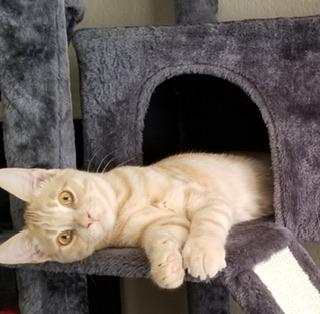 adoptable Cat in Parlier, CA named Casanova