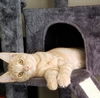 adoptable Cat in  named Casanova