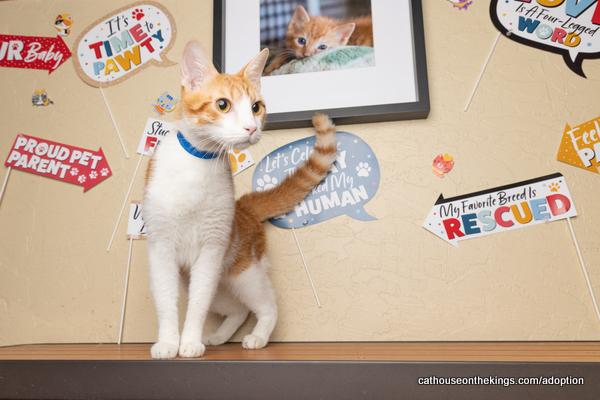 adoptable Cat in Parlier, CA named Colby