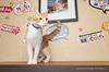 adoptable Cat in parlier, CA named Colby