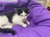 adoptable Cat in  named Buddy