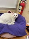 adoptable Cat in parlier, CA named Coconut