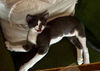adoptable Cat in parlier, CA named Xochi