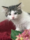 adoptable Cat in parlier, CA named Theodore