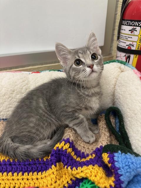adoptable Cat in Parlier, CA named Daffodil
