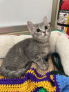 adoptable Cat in parlier, CA named Daffodil
