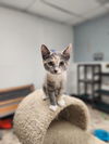adoptable Cat in parlier, CA named Kitten 27022 (Kayla)