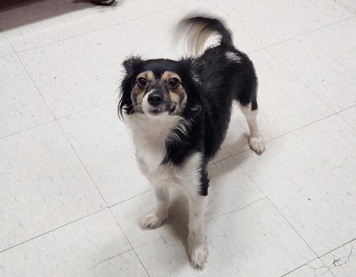 adoptable Dog in Parlier, CA named Maribell