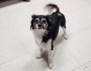 adoptable Dog in  named Maribell