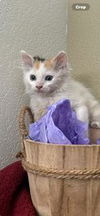 adoptable Cat in parlier, CA named Pearl