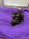 adoptable Cat in parlier, CA named Faith