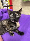 adoptable Cat in parlier, CA named Fawn
