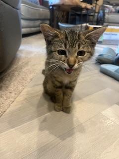 adoptable Cat in Parlier, CA named Jocelyn