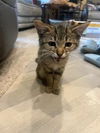 adoptable Cat in parlier, CA named Jocelyn