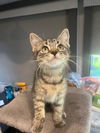 adoptable Cat in parlier, CA named Mort