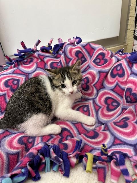 adoptable Cat in Parlier, CA named Tammy