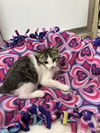 adoptable Cat in parlier, CA named Tammy
