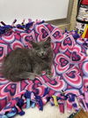 adoptable Cat in parlier, CA named Linda