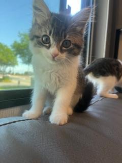adoptable Cat in Parlier, CA named Teddy