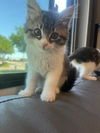 adoptable Cat in parlier, CA named Teddy