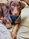 adoptable Dog in  named Rambo