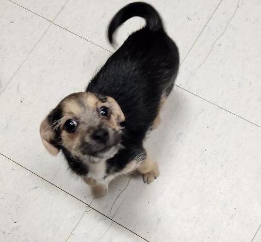 adoptable Dog in Parlier, CA named Puppy 27062 (Cynthia)