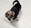 adoptable Dog in  named Puppy 27062 (Cynthia)