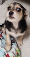 adoptable Dog in  named Puppy 27064 (Chica)