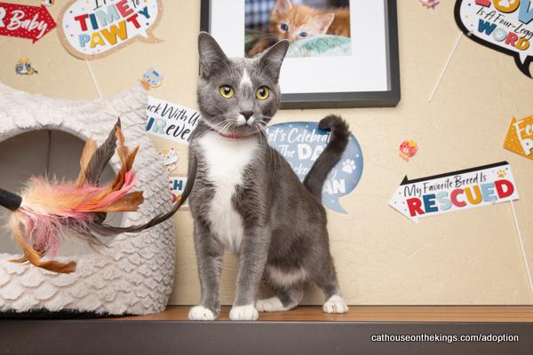adoptable Cat in Parlier, CA named Gardenia