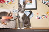 adoptable Cat in parlier, CA named Gardenia