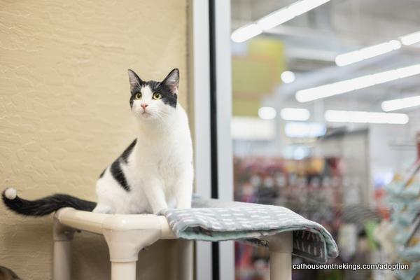 adoptable Cat in Parlier, CA named Louise